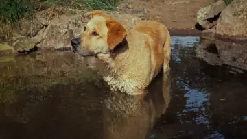 Задник до фильму"Old Yeller" #384328