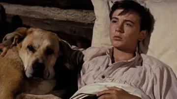 Задник до фильму"Old Yeller" #384332