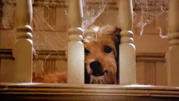 Задник до фильму"Benji" #1117409