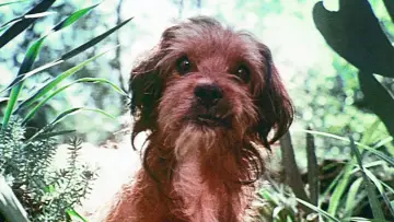 Задник до фильму"Benji" #1117410
