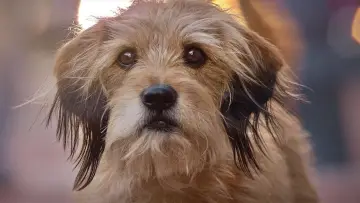 Задник до фильму"Benji" #483013