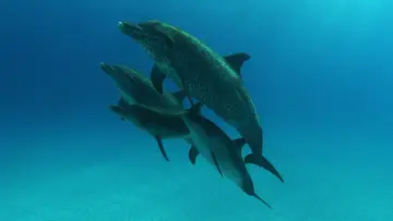 Задник до фильму"The Cove" #667372