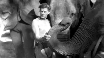 Задник до фильму"Tarzan the Ape Man" #356275