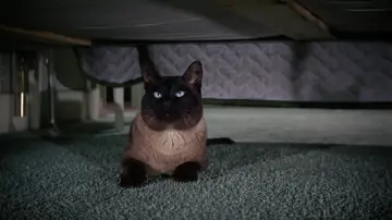 Задник до фильму"That Darn Cat!" #401058