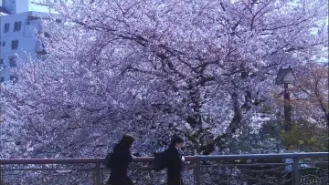 Задник до фильму"花とアリス" #1071975