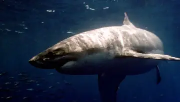Задник до фильму"Raging Sharks" #1135635