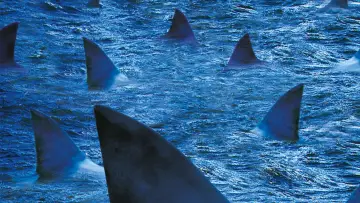 Задник до фильму"Raging Sharks" #500882