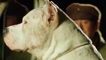 Задник до фільму "El perro" #668328