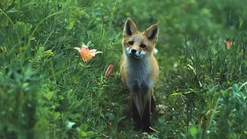 Задник до фільму "キタキツネ物語" #960898