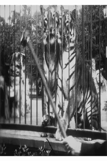 Tigres постер