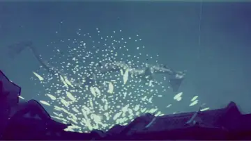 Задник до фильму"觀世音與海龍王" #1164381