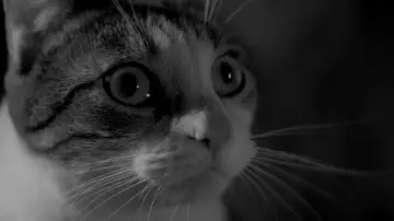 Задник до фильму"A Girl Walks Home Alone at Night" #994596