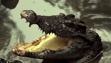 Задник до фильму"Extinction" #500808