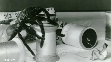 Задник до фильму"The Incredible Shrinking Man" #212647