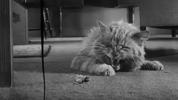 Задник до фильму"The Incredible Shrinking Man" #212654