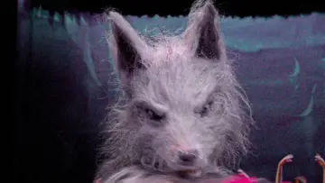 Задник до фільму "The Marsupials: The Howling III" #491981