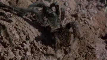 Задник до фильму"Kingdom of the Spiders" #506013
