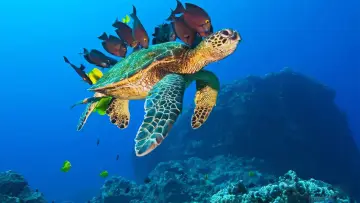 Задник до фільму "OceanWorld 3D" #1131903