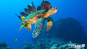 Задник до фильму"OceanWorld 3D" #498521