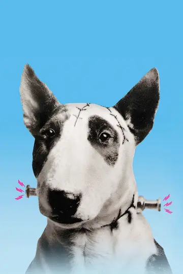 Постер до фильму"Frankenweenie" #254677