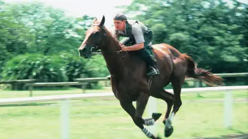 Задник до фильму"Phar Lap" #692772