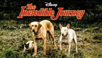 Задник до фільму "The Incredible Journey" #1099476