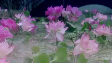 Задник до фильму"青蛇" #903096