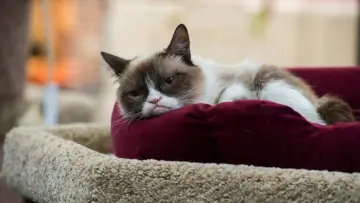 Задник до фильму"Grumpy Cat