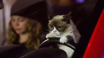 Задник до фильму"Grumpy Cat