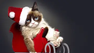 Задник до фильму"Grumpy Cat