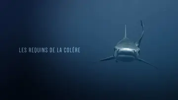 Задник до фільму "Les Requins de la Colère" #1432679