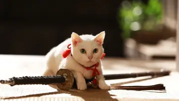猫侍 南の島へ行く постер