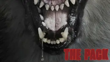 Задник до фильму"The Pack" #1126302