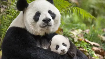 Задник до фильму"Born in China" #436597