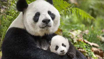 Задник до фильму"Born in China" #436598