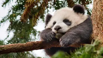 Задник до фильму"Born in China" #436600