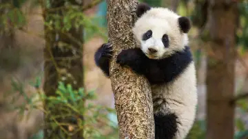Задник до фильму"Born in China" #436608