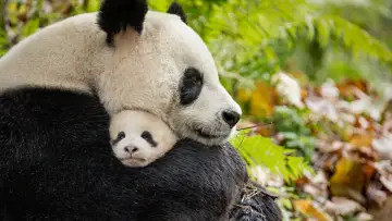 Задник до фильму"Born in China" #436610