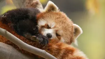 Задник до фильму"Born in China" #436613