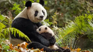 Задник до фильму"Born in China" #436615