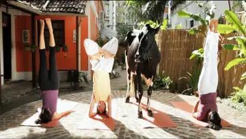 Задник до фильму"Animal Político" #1147203