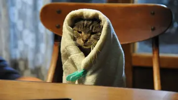 Задник до фільму "世界から猫が消えたなら" #1621370