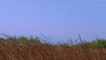 Задник до фильму"Самотній вовк із вовченям: Клинок помсти" #1021494