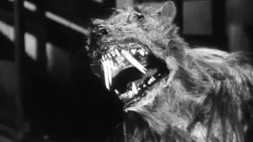 Задник до фильму"The Killer Shrews" #1051457