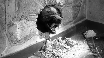 Задник до фильму"The Killer Shrews" #414150
