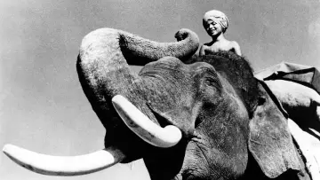 Задник до фильму"Elephant Boy" #498518