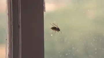 Задник до фільму "Wasp" #1901826