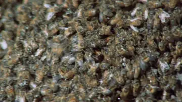 Задник до фильму"The Swarm" #901886