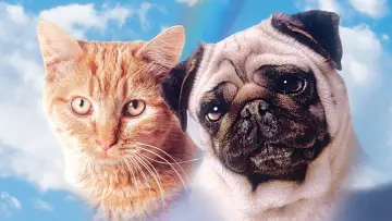 Задник до фильму"子猫物語" #409197