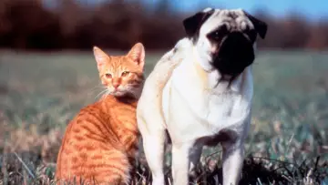 Задник до фильму"子猫物語" #409199